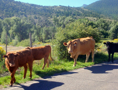Cattle on road.
